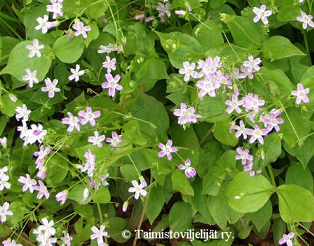  Claytonia sibirica 